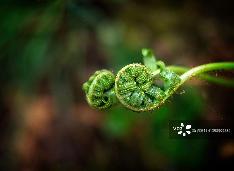植物开始舒展开图片素材