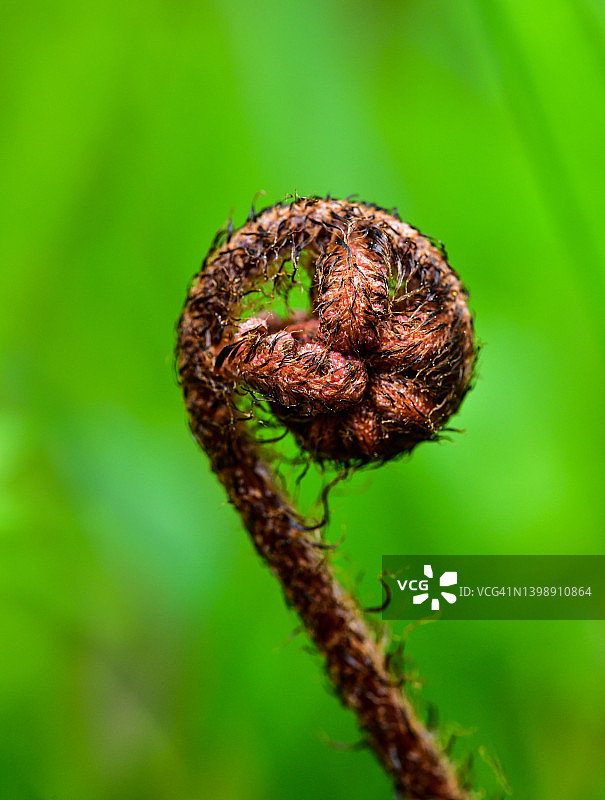 蕨类展开图片素材