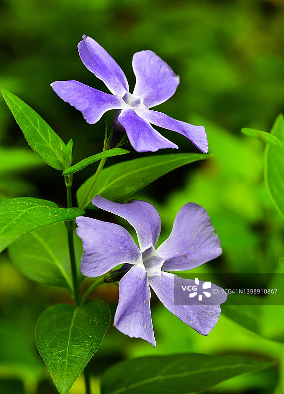 长春花图片素材