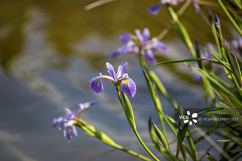 野生鸢尾花图片素材