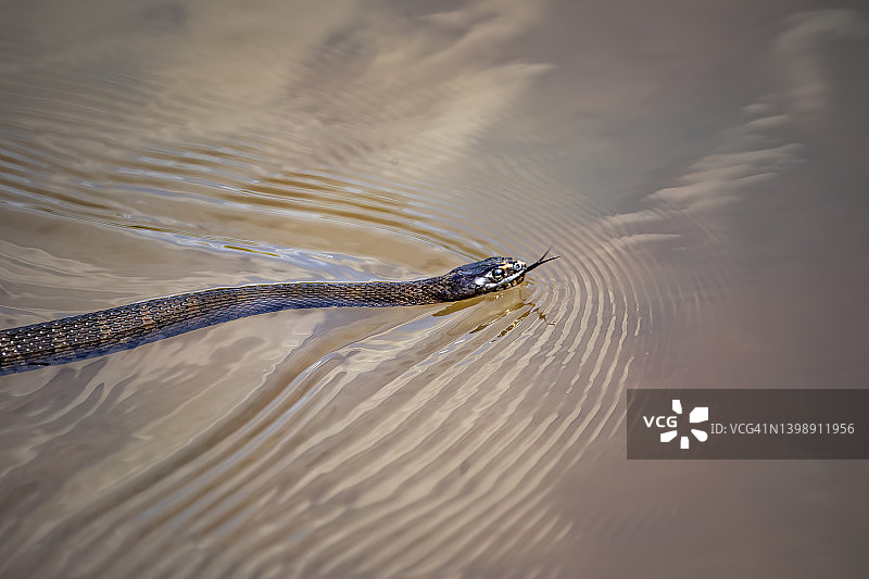 北部水蛇图片素材