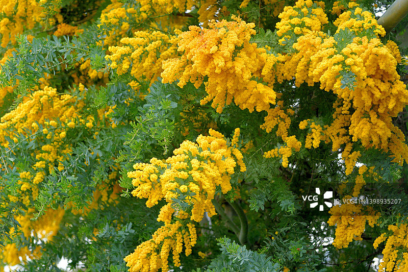 盛开的贝利金合欢/库塔蒙德拉金合欢花图片素材