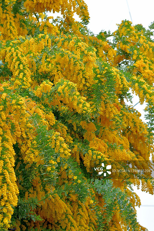 盛开的贝利金合欢/库塔蒙德拉金合欢花图片素材