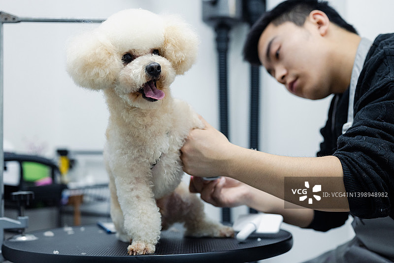 男性宠物美容师修剪狗的毛发图片素材