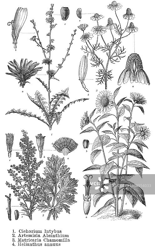 植物学古董雕刻插图：双子叶植物图片素材