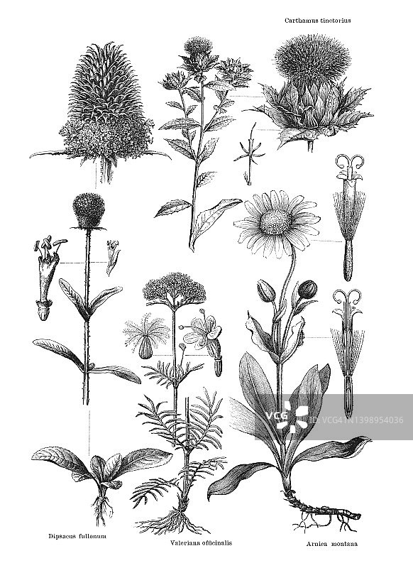 植物学古董雕刻插图：双子叶植物图片素材