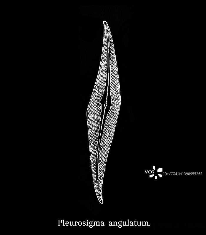 硅藻旧版雕刻插画图片素材