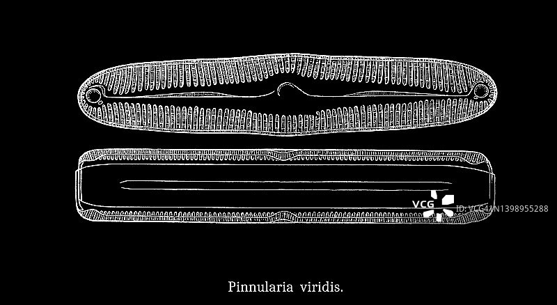 藻类古老雕刻插图：绿色舟形藻图片素材