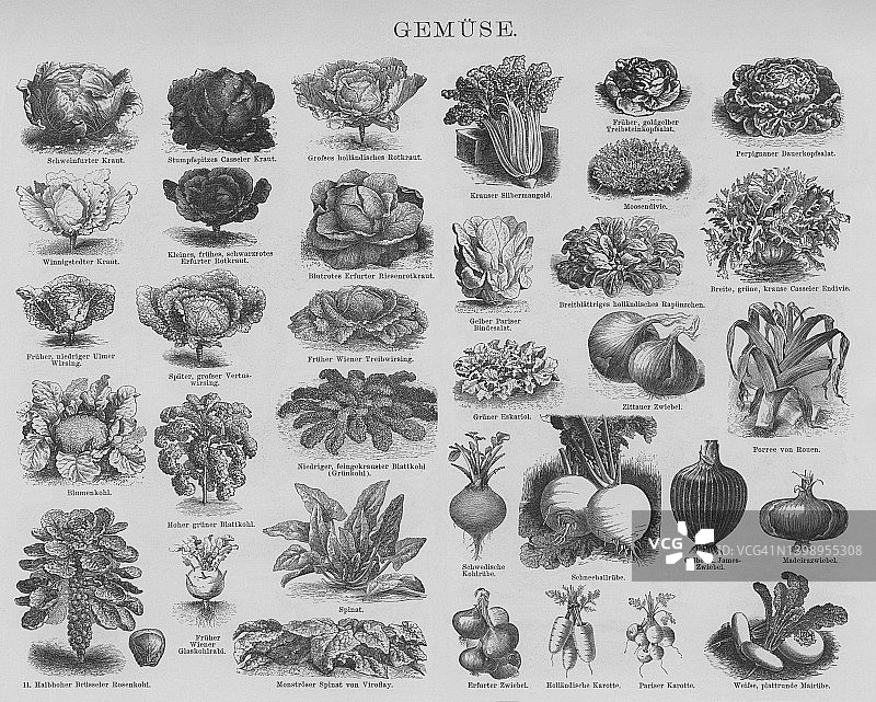 蔬菜植物老式雕刻插图图片素材