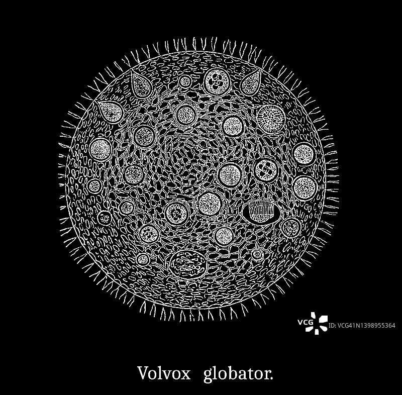 绿藻（Volvox globator）图片素材