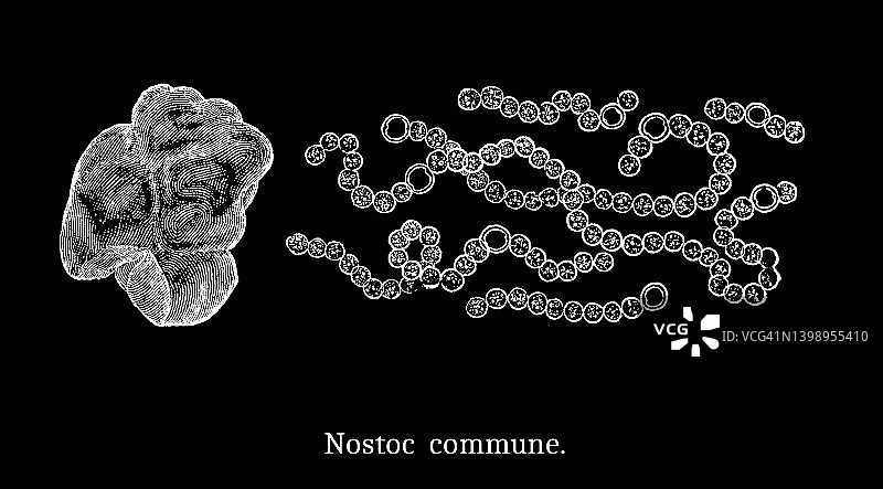 旧版雕刻插画：藻类发菜图片素材