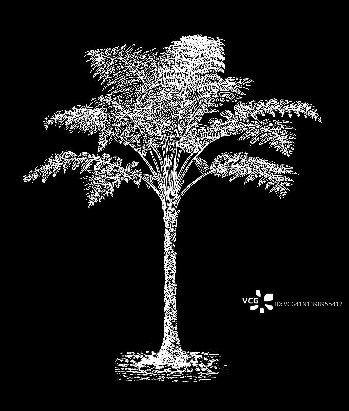 粗糙树蕨古老雕刻插图 (Alsophila australis, Cyathea australis)图片素材