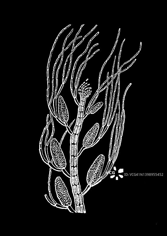 藻类古老版画插图-紫杉藻，丝状红藻图片素材