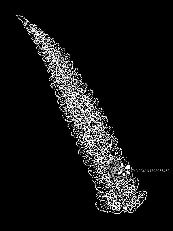 雄性蕨类植物古老雕刻插图图片素材