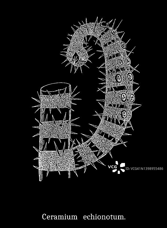 藻类旧版画插图 - 刺状红藻，小枝状藻类图片素材
