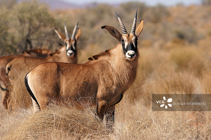 栗色羚羊图片素材