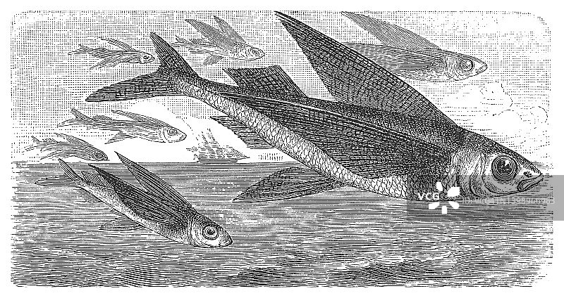 老式雕刻插图：热带双翼飞鱼或蓝色飞鱼图片素材
