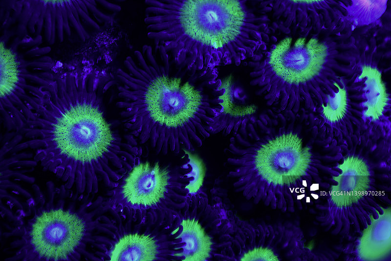 紫色绿色纽扣珊瑚礁特写图片素材