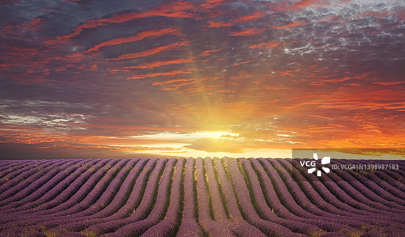 普罗旺斯薰衣草田日出图片素材