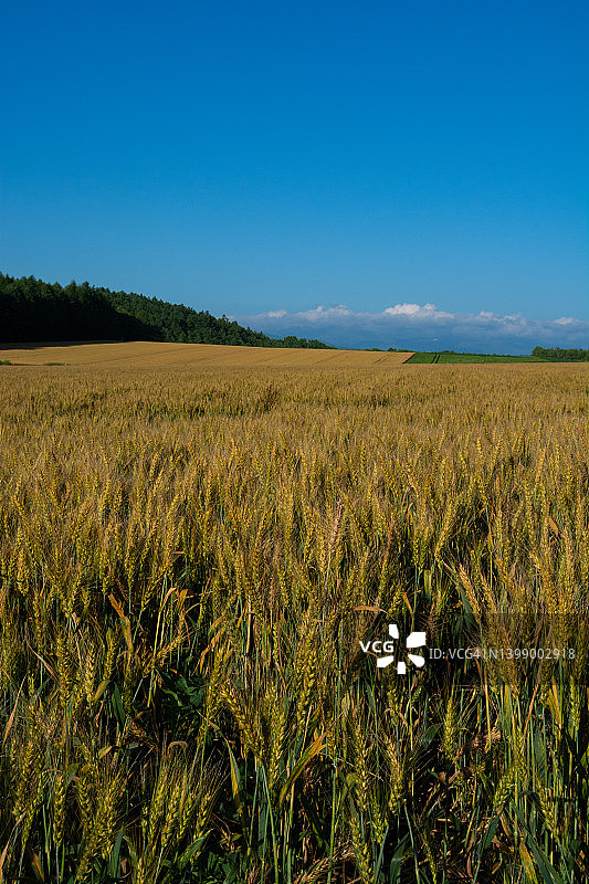 临近收割的金色麦田图片素材