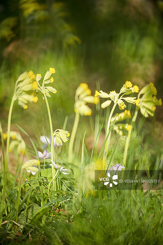 报春花和林银莲花图片素材