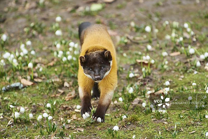 在草甸上奔跑的黄喉貂（德国巴伐利亚）图片素材