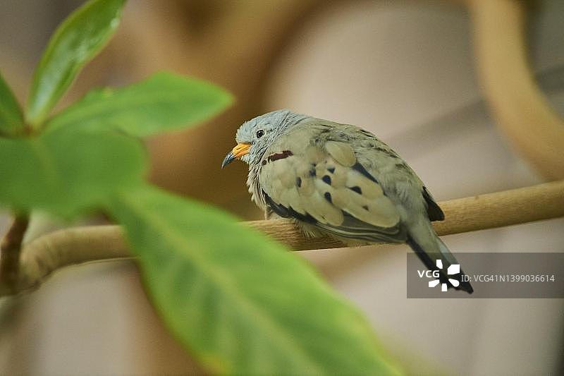 红腰灰雀，圈养，德国图片素材