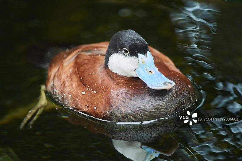 在德国巴伐利亚湖中游泳的红鸭图片素材
