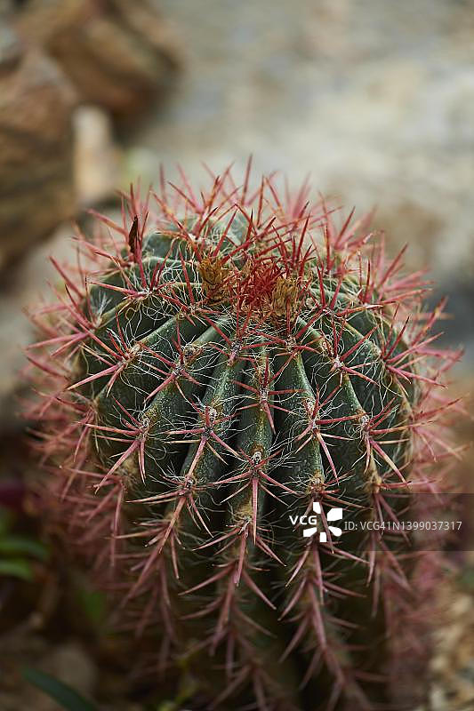 温室中生长的墨西哥青柠仙人掌图片素材