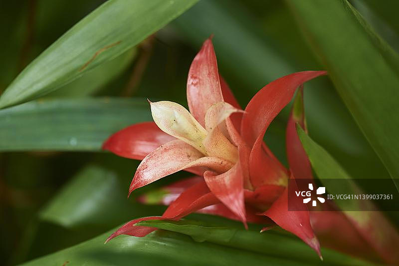 德国温室中生长的垂头凤梨图片素材