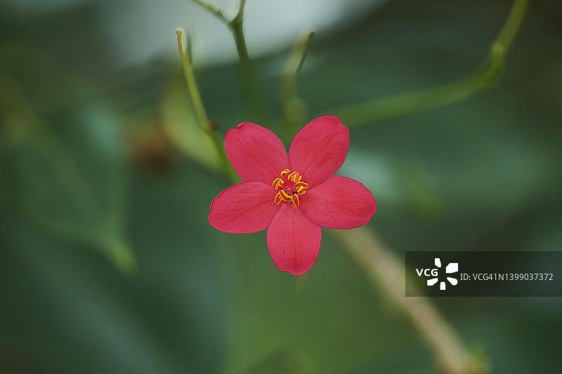 德国温室里的红花油麻图片素材