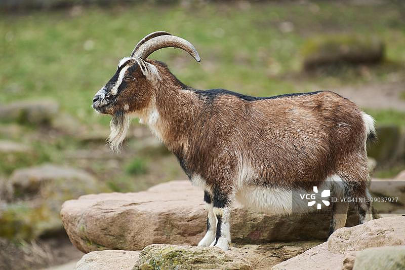 山羊(卡普拉)在岩石上，巴伐利亚，德国图片素材