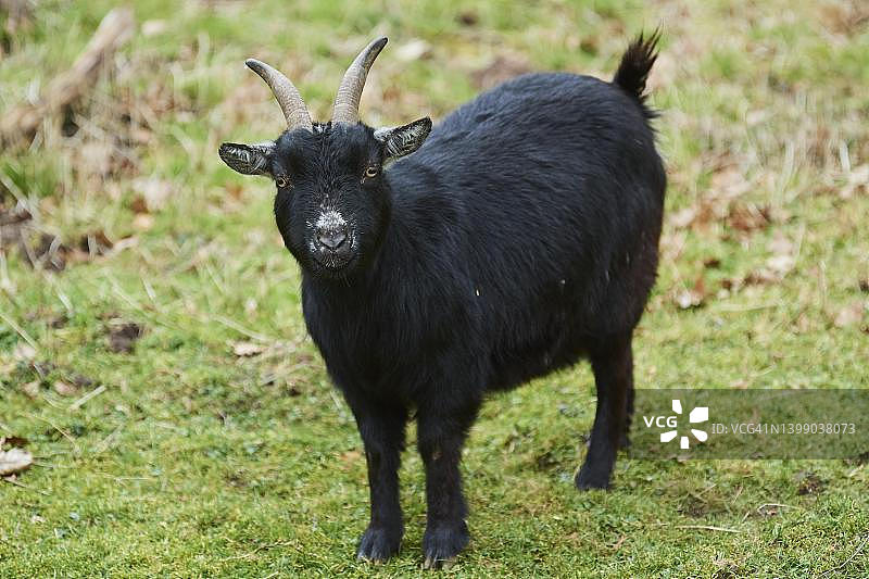 德国巴伐利亚州草地上的山羊图片素材