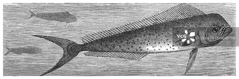 鲯鳅古版画图片素材