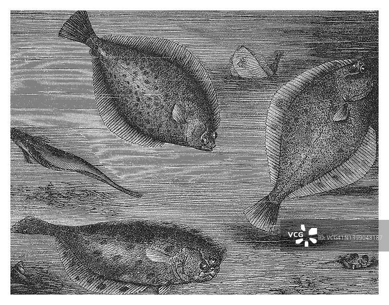 欧洲鲽、欧洲比目鱼和普通鰈古老雕刻插图图片素材