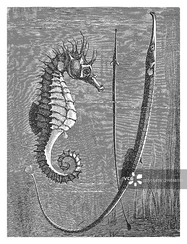 短吻海马和长海龙的古老雕刻插图图片素材