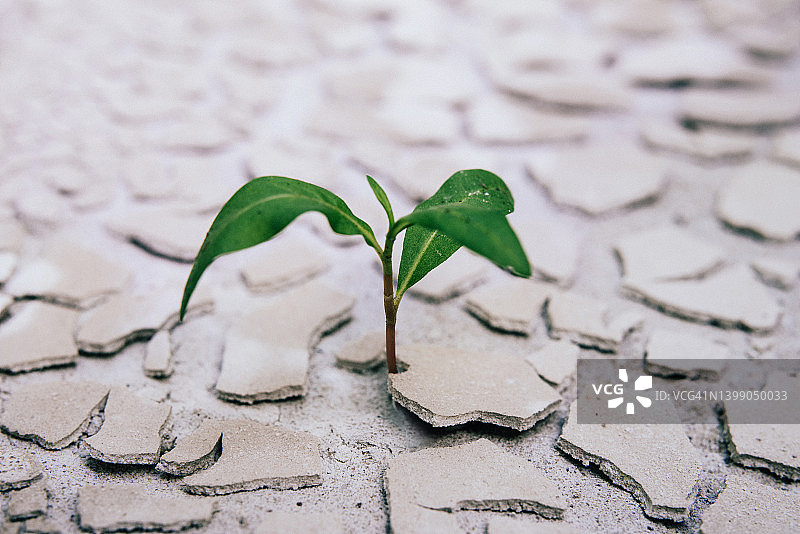 干燥土壤上的幼苗图片素材