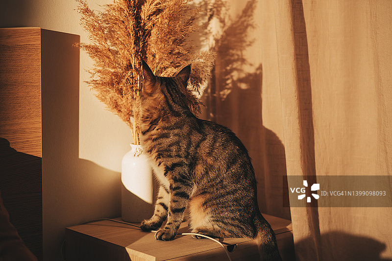 可爱的玳瑁猫在明亮卧室的床上图片素材