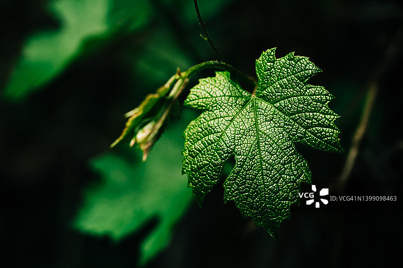 散焦背景上的绿色纹理葡萄叶图片素材