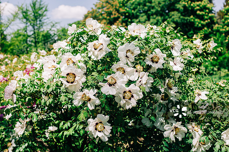 花园里的白色树牡丹丛，温柔的设计背景，正面特写图片素材