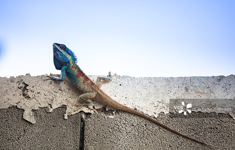蓝色变色龙图片素材
