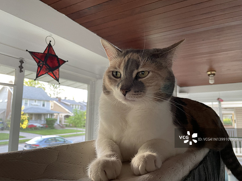 宠物猫图片素材