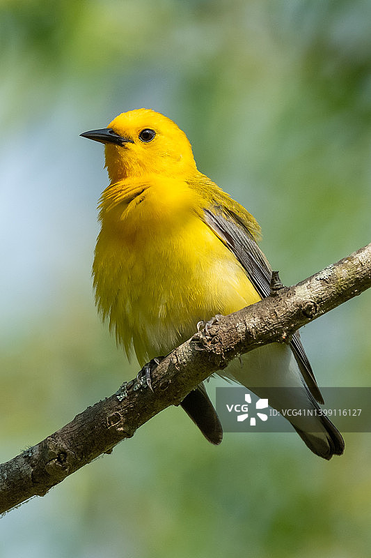 栖息在树枝上的鲜黄色黄莺图片素材