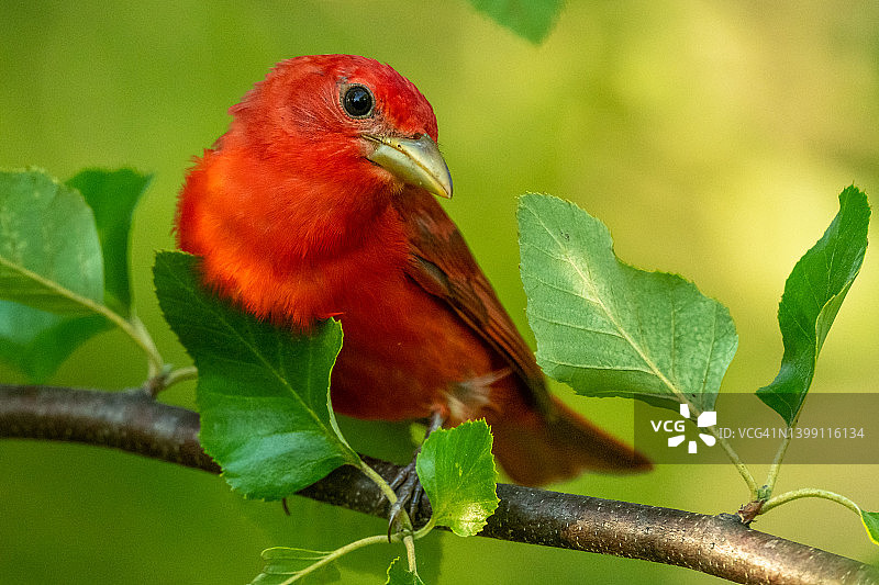 南卡罗来纳州迷人的鲜红色夏季红雀图片素材