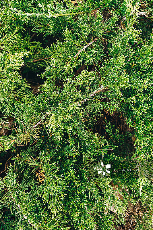 绿色草地背景，抽象自然背景图片素材