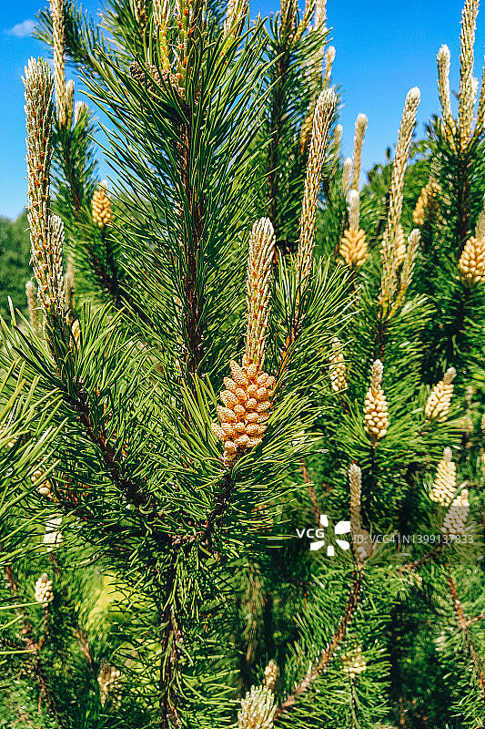 蓝天下，带有球果的幼松树枝图片素材