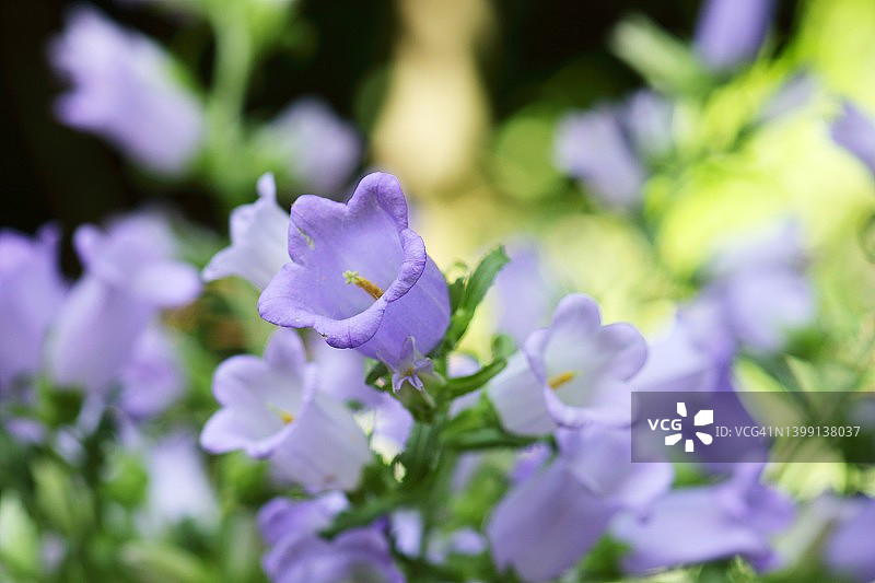 蓝色风铃草图片素材