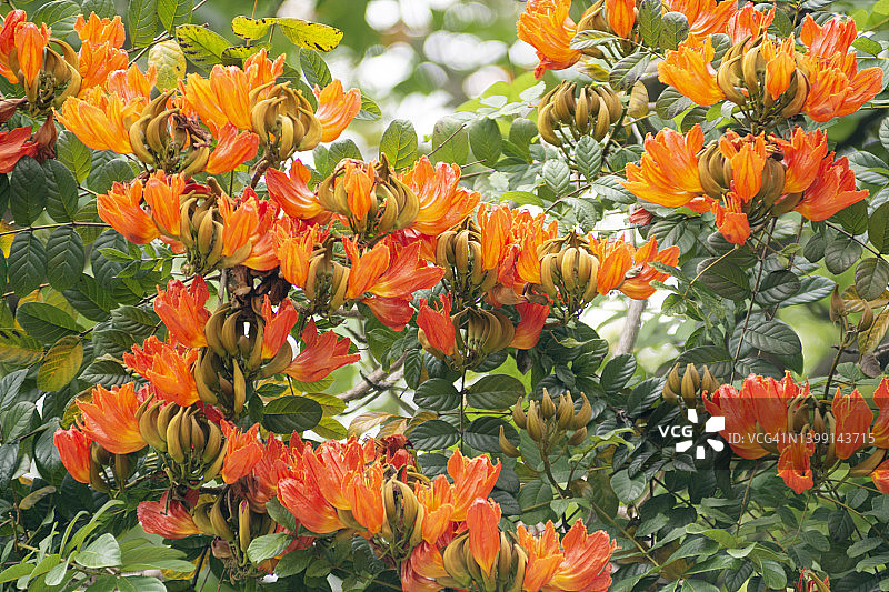 火焰花图片素材