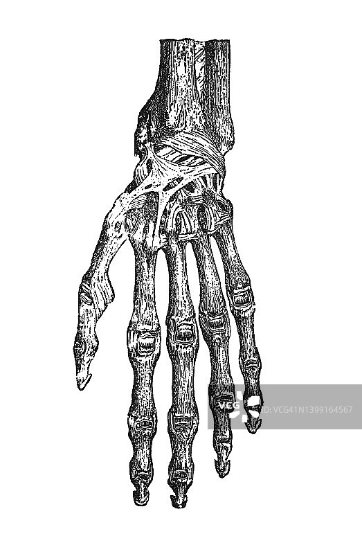 左手韧带复古雕刻插图图片素材