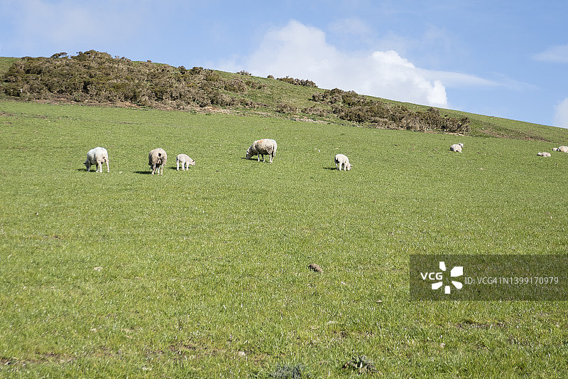 在英国威尔士Offa堤坝和Clwydian Way小路上吃草的羊群图片素材